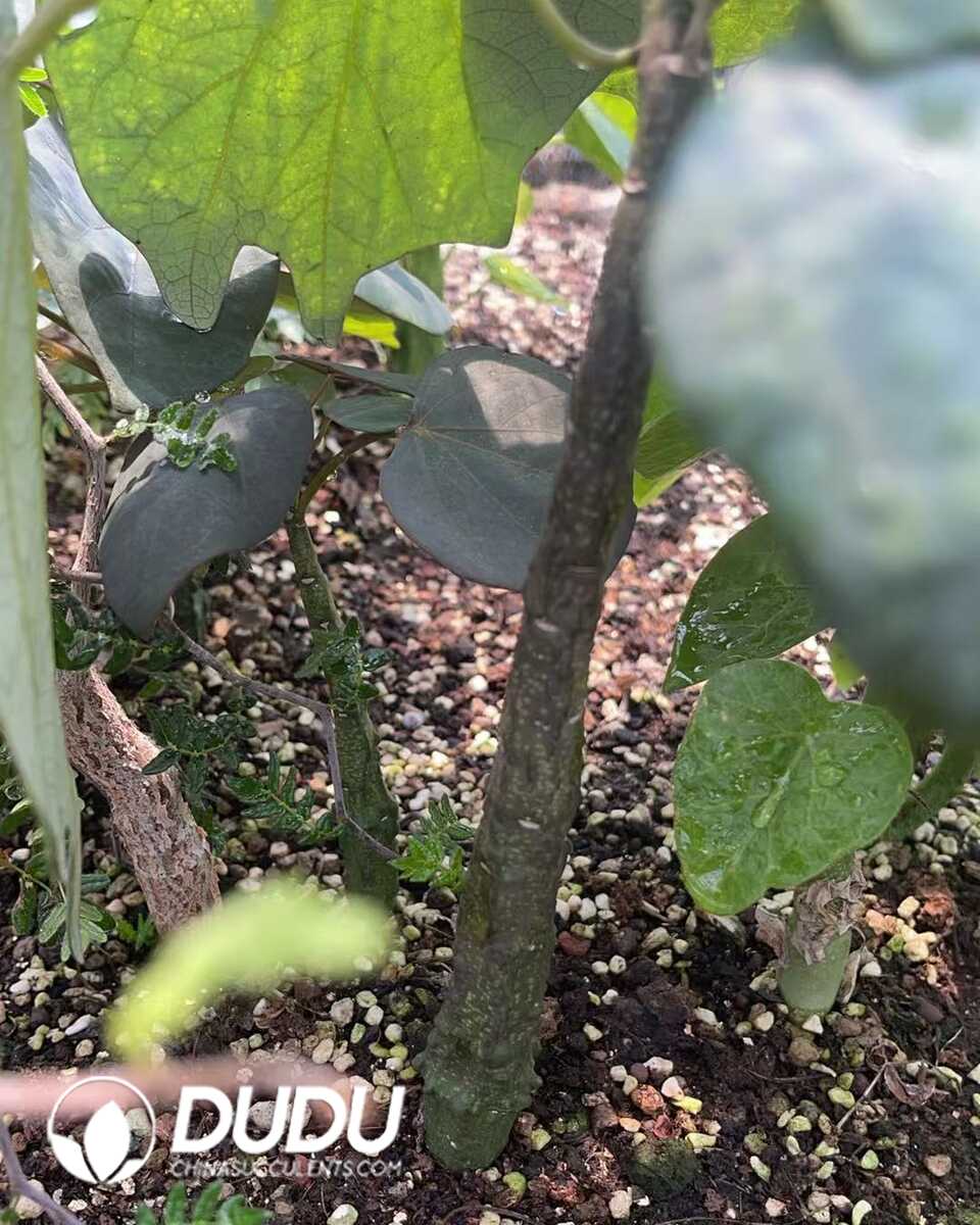 1750645762-e201.jpg Adenia Stylosa - Image 1