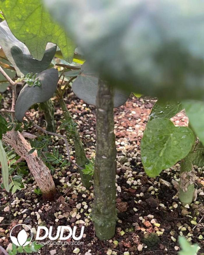 Adenia Stylosa - Image 3