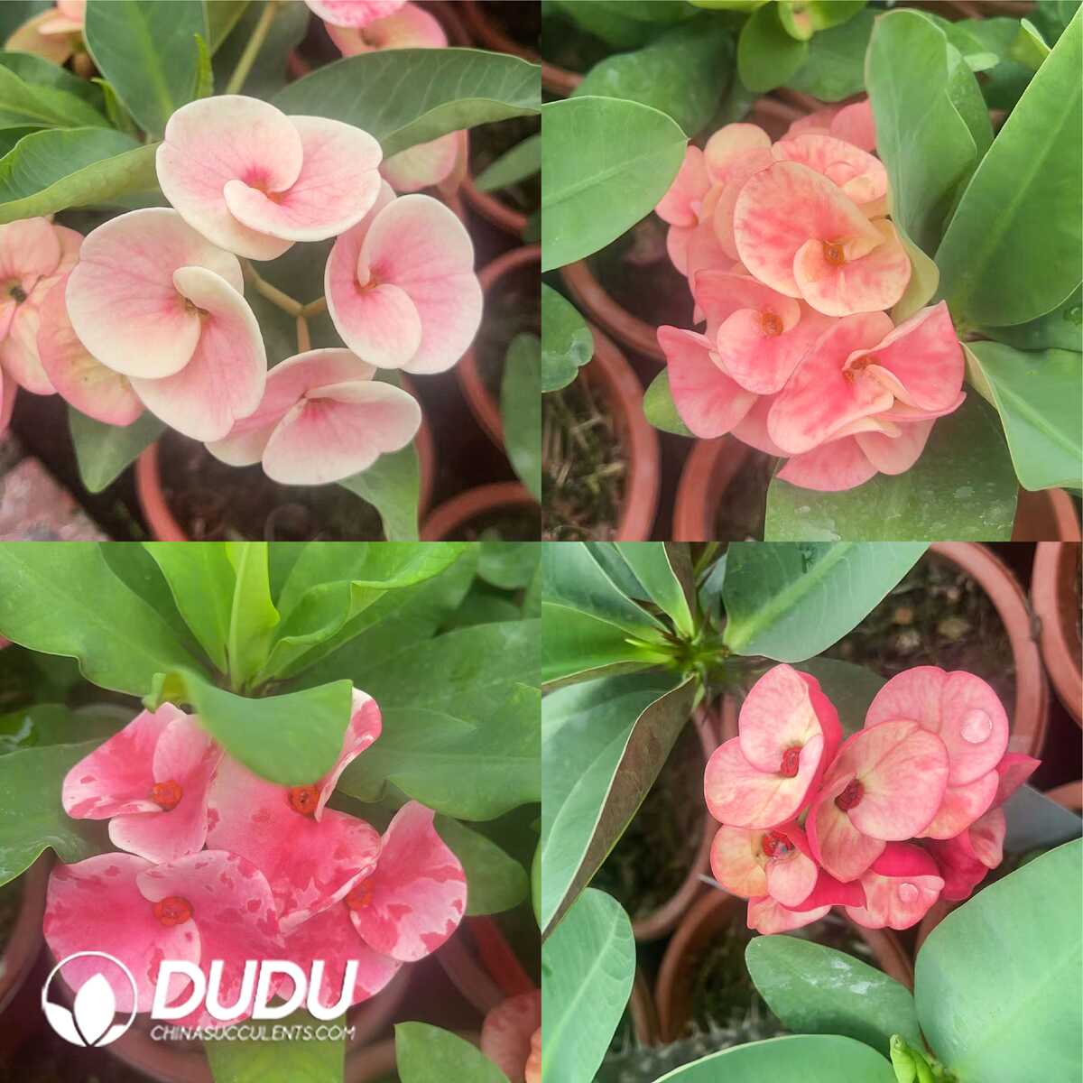 1750645776-e201.jpg Euphorbia Milii - Image 1