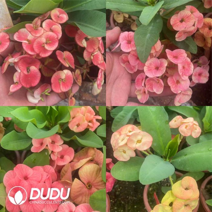 Euphorbia Milii - Image 3