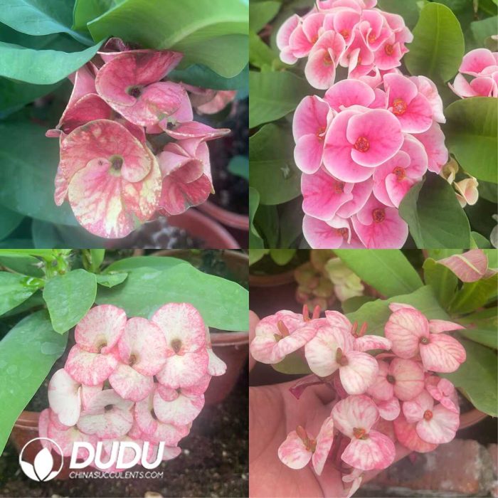 Euphorbia Milii - Image 5