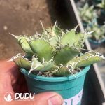 Agave bovicornuta - Image 2