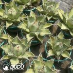 Agave bovicornuta - Image 3