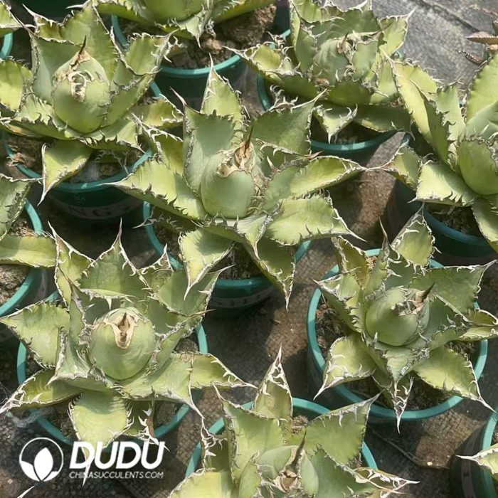 Agave bovicornuta - Image 3