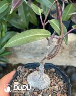 Ischnolepis Natalensis