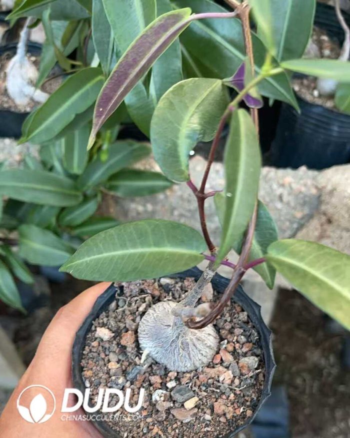 Ischnolepis Natalensis - Image 2