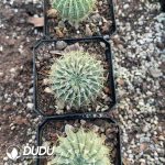 Parodia Buiningii - Image 2