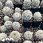 Eriosyce Villosa - Image 2