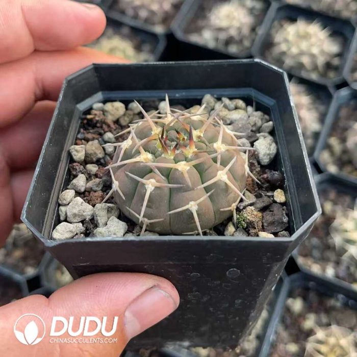 Gymnocalycium Quehlianum - Image 2