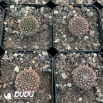 Eriosyce napina - Image 2