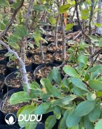 Fouquieria Formosa - Image 2