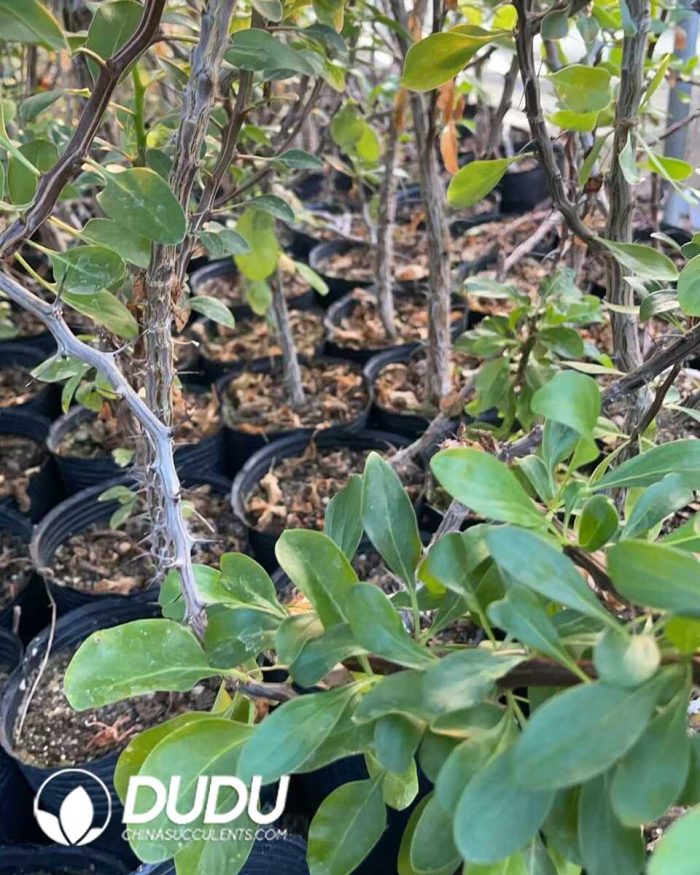 Fouquieria Formosa - Image 2