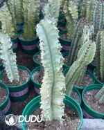 Euphorbia ammak f.variegata - Image 2