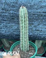 Euphorbia confinalis subsp. Rhodesiaca - Image 2