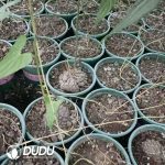 Dioscorea macrostachya - Image 2