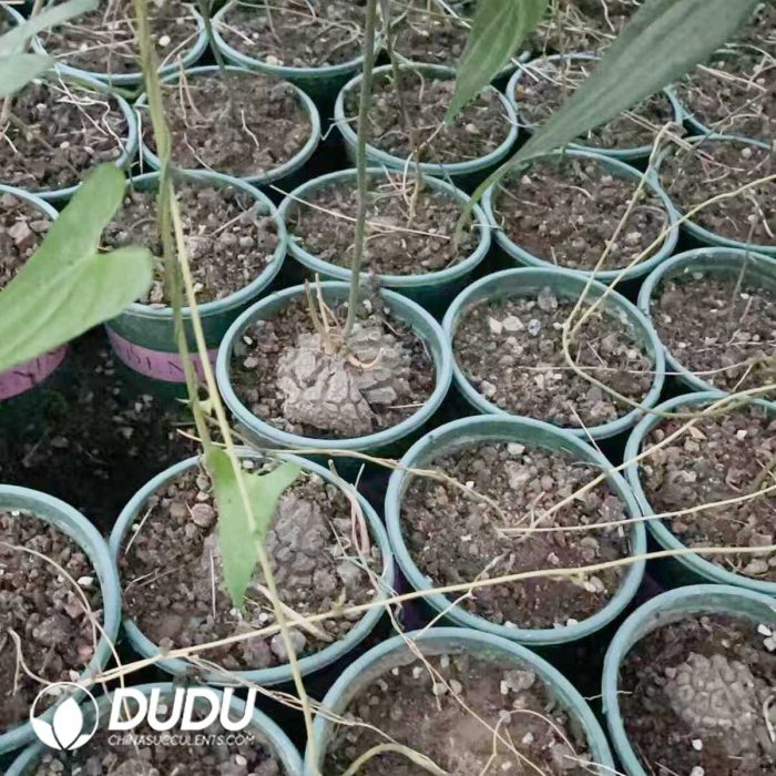 Dioscorea macrostachya - Image 2