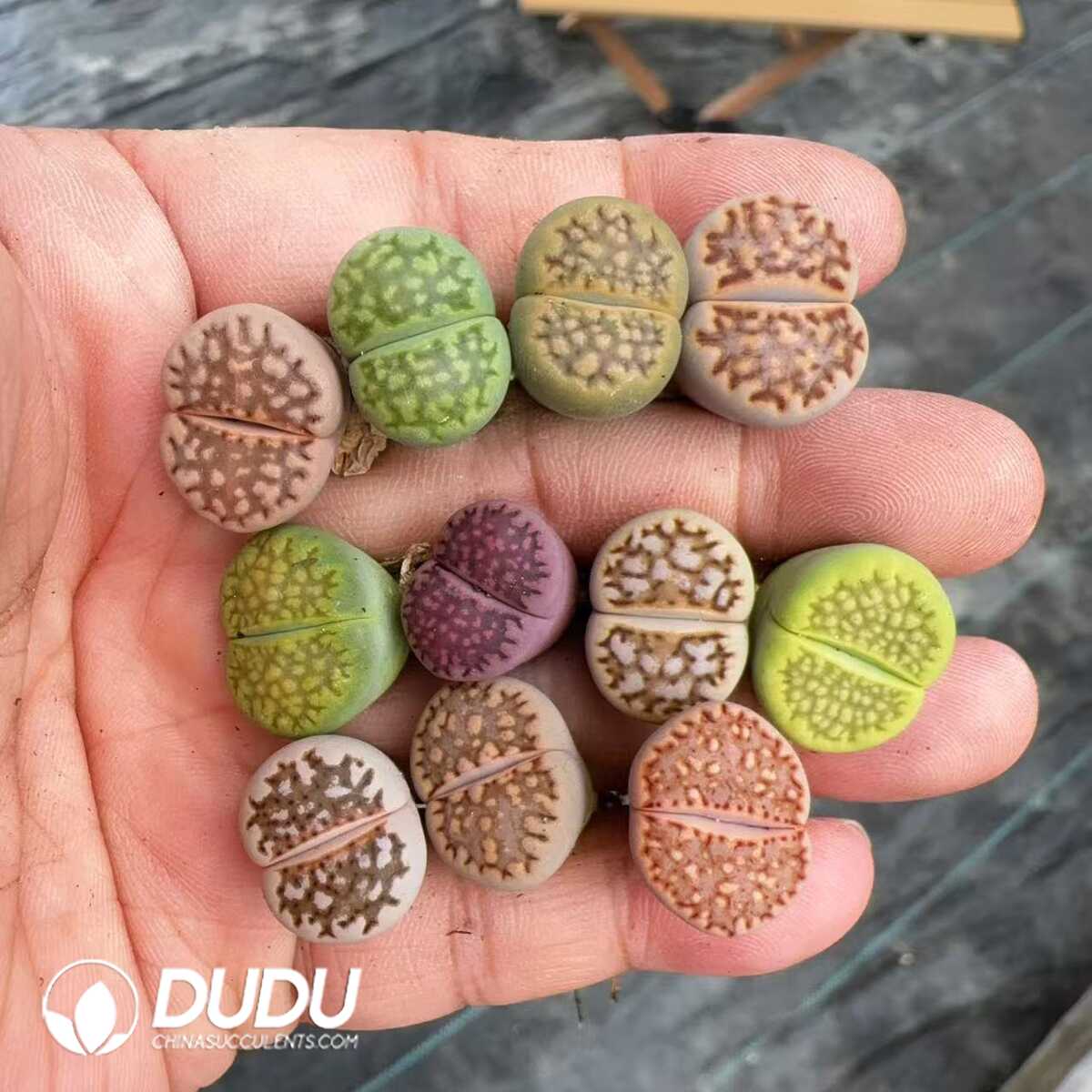 1750669458-e201.jpg Lithops Colorful Reticulate Form - Image 1