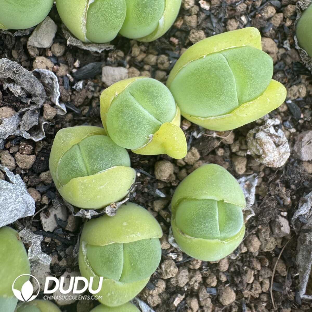 1750669465-e201.jpg Conophytum Maozhu Double Head - Image 1