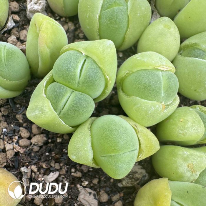 Conophytum Maozhu Clustering (3 Heads) - Image 2