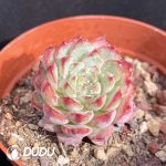 Echeveria Blue Minima - Image 2