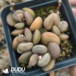 Adromischus Marianiae little spheroid Liver color