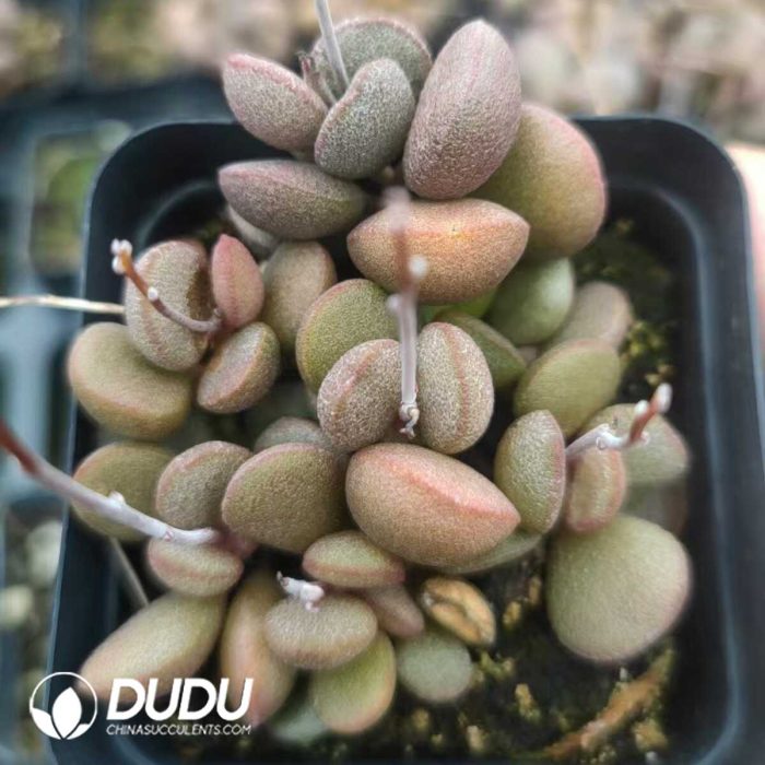 Adromischus Marianiae little spheroid Liver color - Image 2