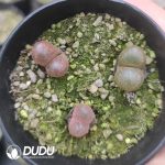Conophytum Hybrid Wind Chimes (pot)