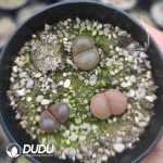 Conophytum Hybrid Wind Chimes (pot) - Image 2