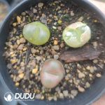 Conophytum Maughanii (pot)