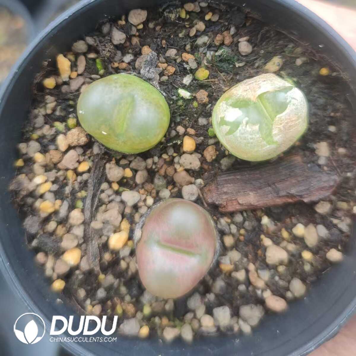 1751012023-e201.jpg Conophytum Maughanii (pot) - Image 1