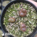 Conophytum Maughanii (pot) - Image 2