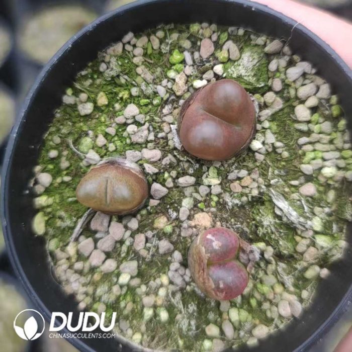 Conophytum Maughanii (pot) - Image 2