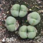 Conophytum Zhule Hall (pot)