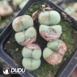 Conophytum Zhule Hall (pot) - Image 2