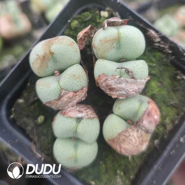 Conophytum Zhule Hall (pot) - Image 2