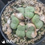 Conophyllum Monkey Face Kiyohime (pot)