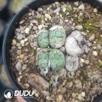 Conophyllum Monkey Face Kiyohime (pot) - Image 2