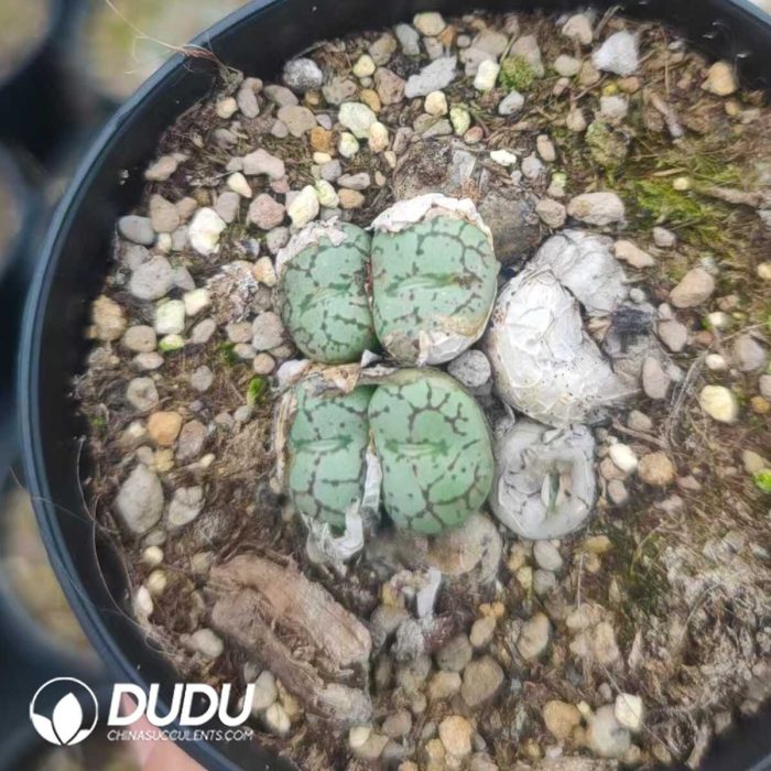 Conophyllum Monkey Face Kiyohime (pot) - Image 2