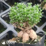 Trichodiadema bulbosum Schwantes Old Stem (More than 20 years)