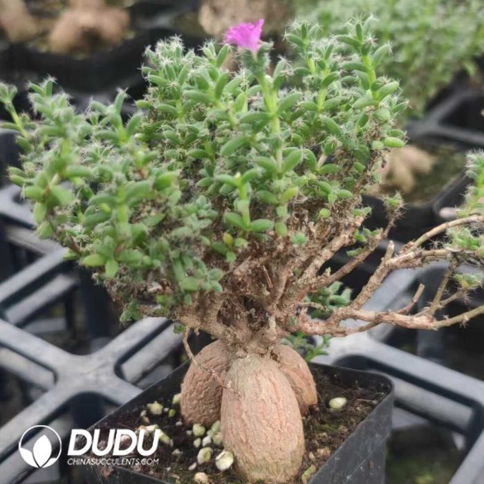 Trichodiadema bulbosum Schwantes Old Stem (More than 20 years) - Image 2