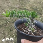 Didiereaceae Ashura City