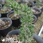 Didiereaceae Ashura City - Image 2