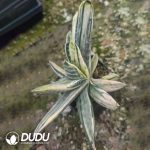 Gasteria Meiling Fuji Variegated (Big)