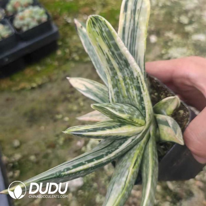 Gasteria Meiling Fuji Variegated (Big) - Image 2