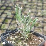 Anacampseros papyracea