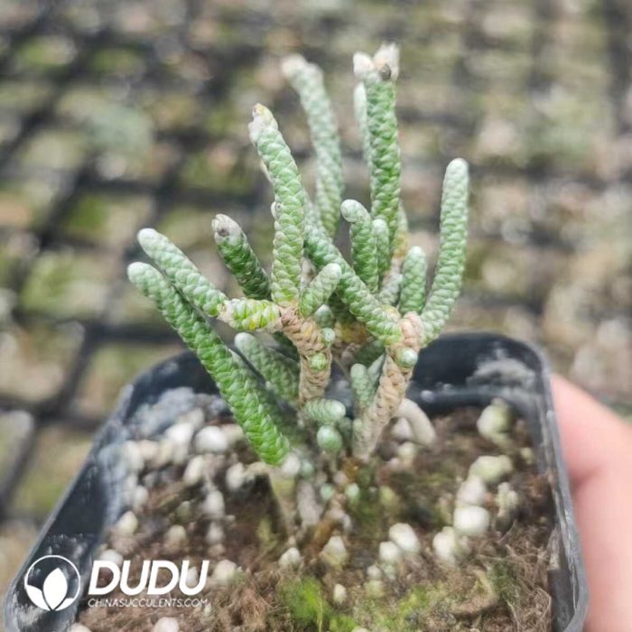 Anacampseros papyracea - Image 2