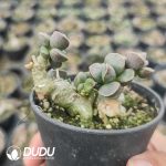 Adromischus marianiae Tanqua