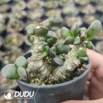 Adromischus marianiae Tanqua - Image 2