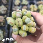 Conophytum Yuanbao flute Clustering