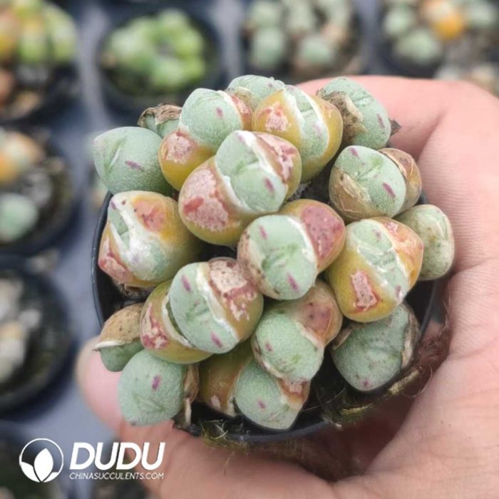 Conophytum Yuanbao flute Clustering - Image 2